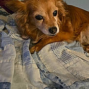 Baby is registered to the contest to win money with this photo: dog, pet, animal, bed, blanket, quilt, fur, ears, resting, indoors, cozy, comfort, sleepy, brown, canine, portrait, laying_down, cute, domestic, companion