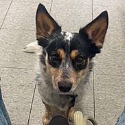 Polo joined the competition — help win amazing prizes! dog, pet, leash, floor, person, jeans, ears, eyes, waiting, indoor, animal, canine, looking_up, closeup, paws, black, white, brown, spot, fur
