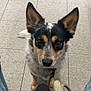 dog, pet, leash, floor, person, jeans, ears, eyes, waiting, indoor, animal, canine, looking_up, closeup, paws, black, white, brown, spot, fur
