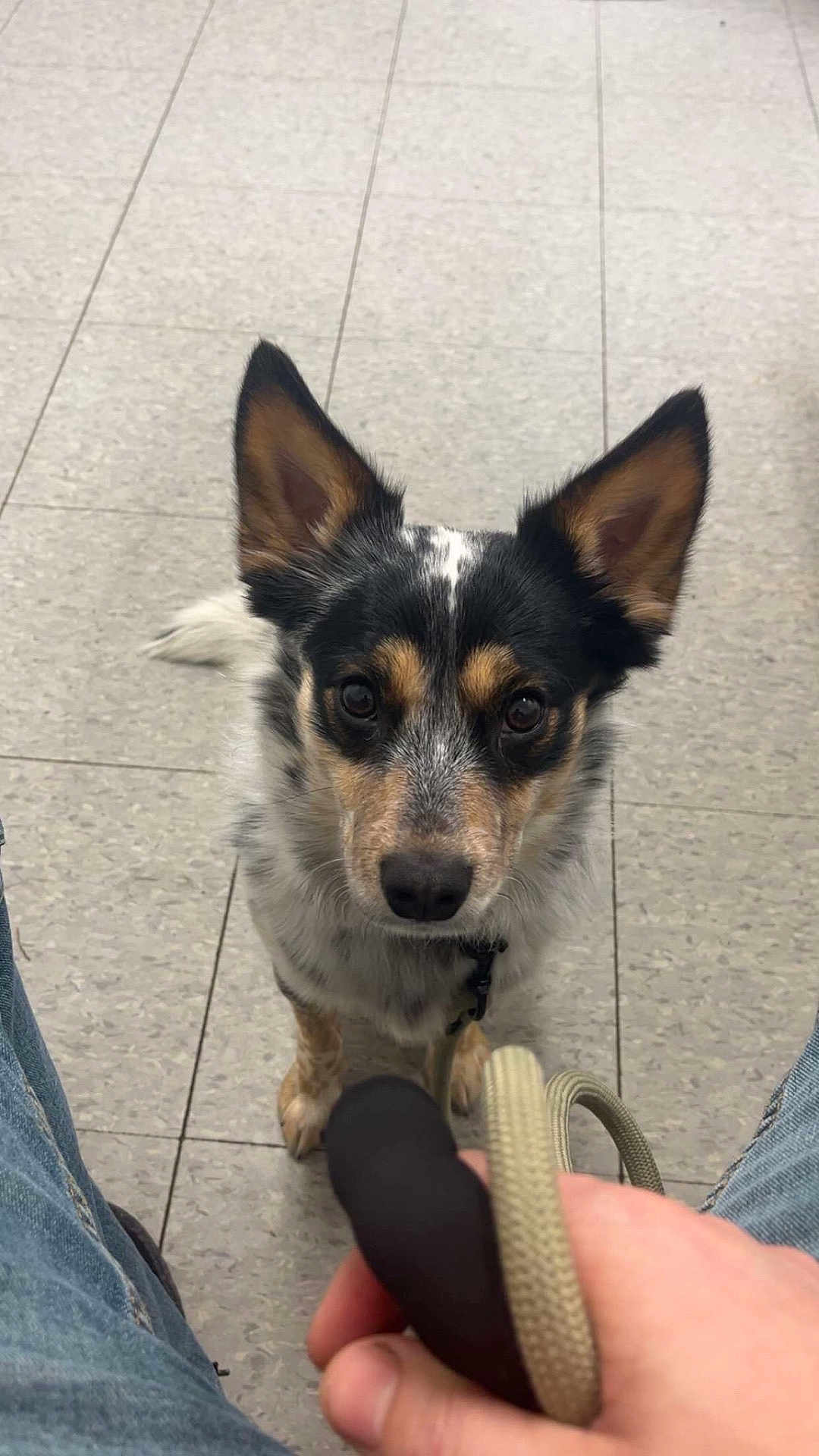 Polo joined the competition — help win amazing prizes! dog, pet, leash, floor, person, jeans, ears, eyes, waiting, indoor, animal, canine, looking_up, closeup, paws, black, white, brown, spot, fur