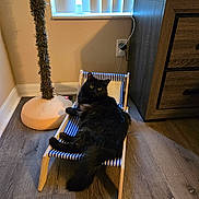 Kairi is registered to the contest to win money with this photo: animal, black_cat, cabinet, cat, cozy, curtains, deck_chair, domestic, floor, furniture, house, indoor, pet, relaxed, resting, scratching_post, striped, window, wood_floor, yellow_eyes
