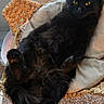 Kairi is registered to the contest to win money with this photo: animal, basket, black_cat, carpet, cat, cozy, cushion, cute, domestic, feather_toy, feline, fur, household, indoor, pet, relaxed, resting, soft, window, yellow_eyes