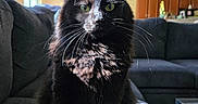 Kairi joined the competition — help win amazing prizes! animal, black_cat, cat, couch, cozy, curious, domestic_cat, fur, furniture, green_eyes, home, indoor, living_room, pet, portrait, relaxed, sitting, sunlight, whiskers, window