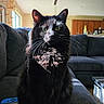 animal, black_cat, cat, couch, cozy, curious, domestic_cat, fur, furniture, green_eyes, home, indoor, living_room, pet, portrait, relaxed, sitting, sunlight, whiskers, window