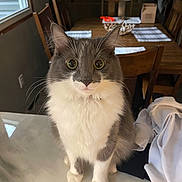 Creed joined the competition — help win amazing prizes! cat, gray_cat, white_fur, fluffy, indoor, marble_countertop, dining_table, chairs, pill_bottle, household, curious, pet, feline, whiskers, ears, eyes, table_setting, window, blanket, fabric