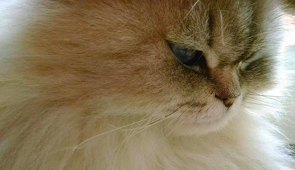 Igloo participe au concours pour gagner de l'argent avec cette photo : carnivore, cat, domestic_short_haired_cat, fawn, felidae, fur, ragdoll, small_to_medium_sized_cats, snout, whiskers