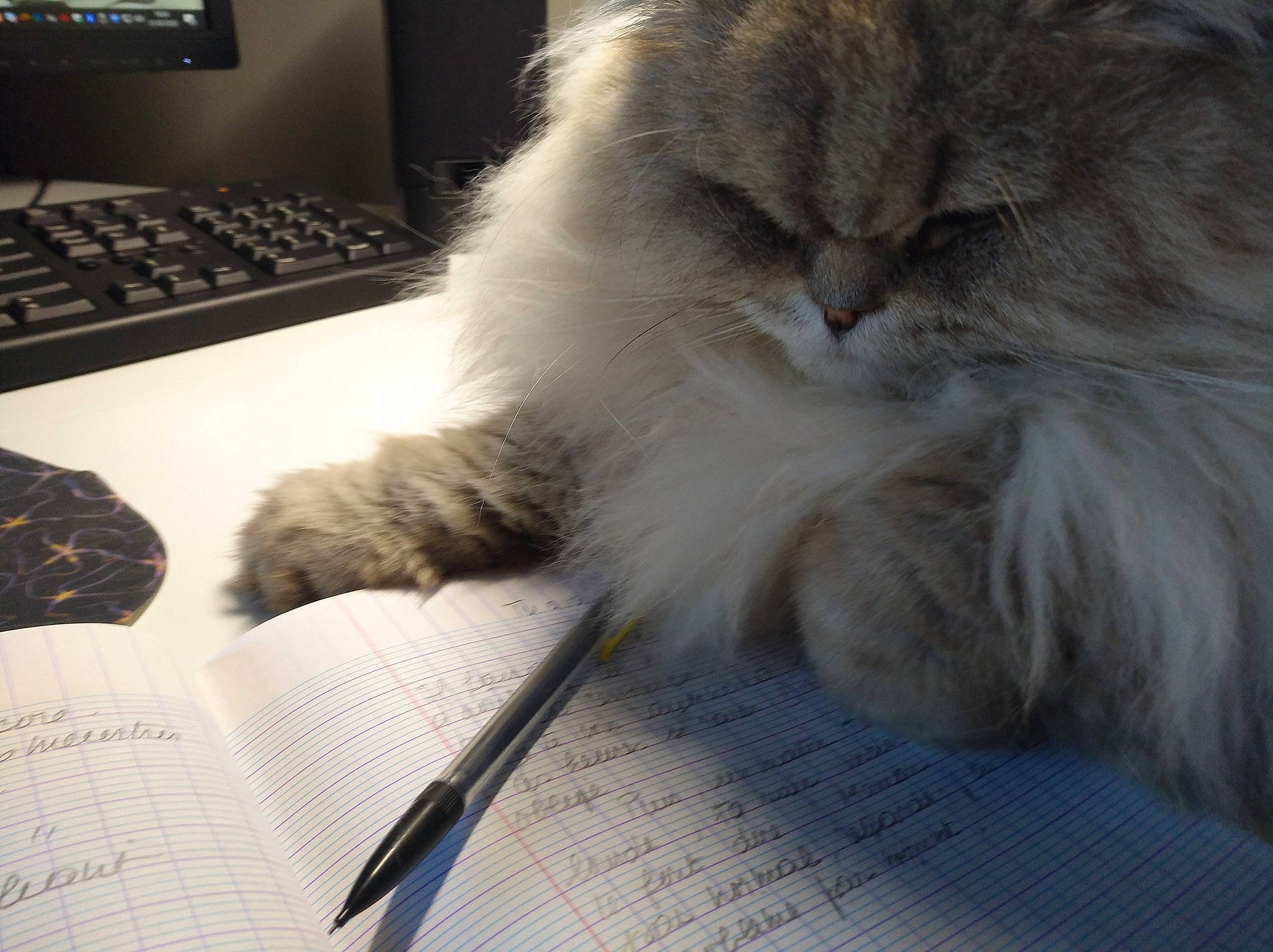 Igloo participe au concours pour gagner de l'argent avec cette photo : british_longhair, carnivore, cat, claw, comfort, companion_dog, computer_keyboard, fawn, felidae, flooring, fur, handwriting, input_device, office_supplies, paw, peripheral, ragdoll, small_to_medium_sized_cats, tail, whiskers