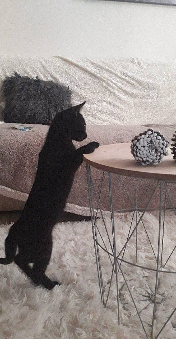 Marley participe au concours pour gagner de l'argent avec cette photo : black_cat, carnivore, cat, felidae, fur, furniture, schipperke, small_to_medium_sized_cats, snow, table, tail, whiskers, winter