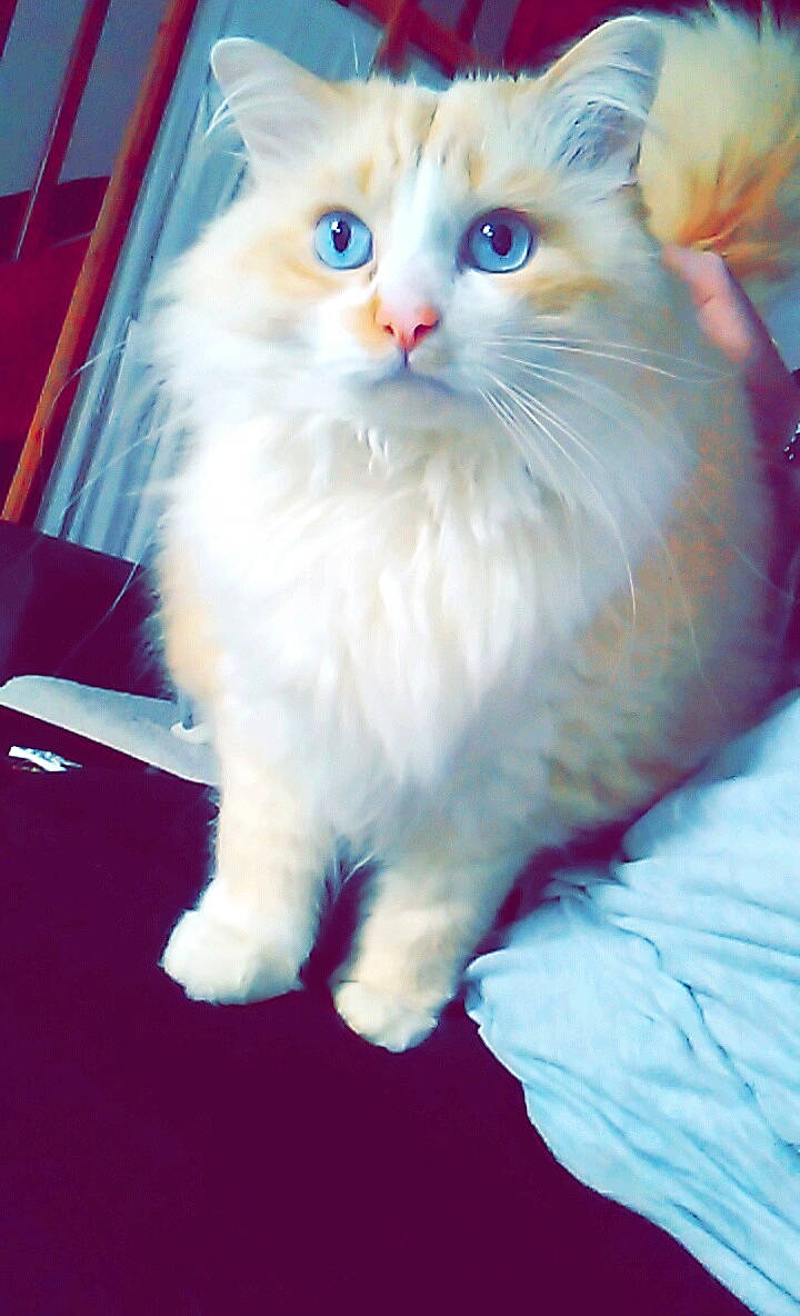 Doudou a rejoint le concours — aidez-le/la à gagner de superbes lots ! asian_semi_longhair, british_semi_longhair, carnivore, cat, domestic_long_haired_cat, eye, felidae, kitten, mammal, napoleon_cat, norwegian_forest_cat, persian, ragamuffin, ragdoll, siberian, small_to_medium_sized_cats, turkish_angora, turkish_van, vertebrate, whiskers