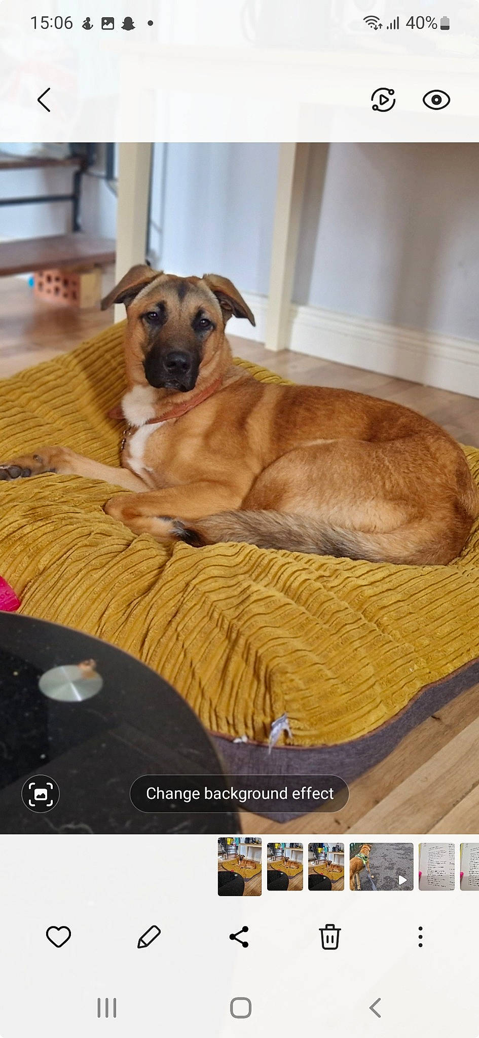 Astro joined the competition — help win amazing prizes! canidae, carnivore, chair, comfort, companion_dog, dog, dog_breed, dog_supply, fawn, flooring, hardwood, paw, pet_supply, screenshot, snout, sporting_group, table, terrestrial_animal, wood, working_animal