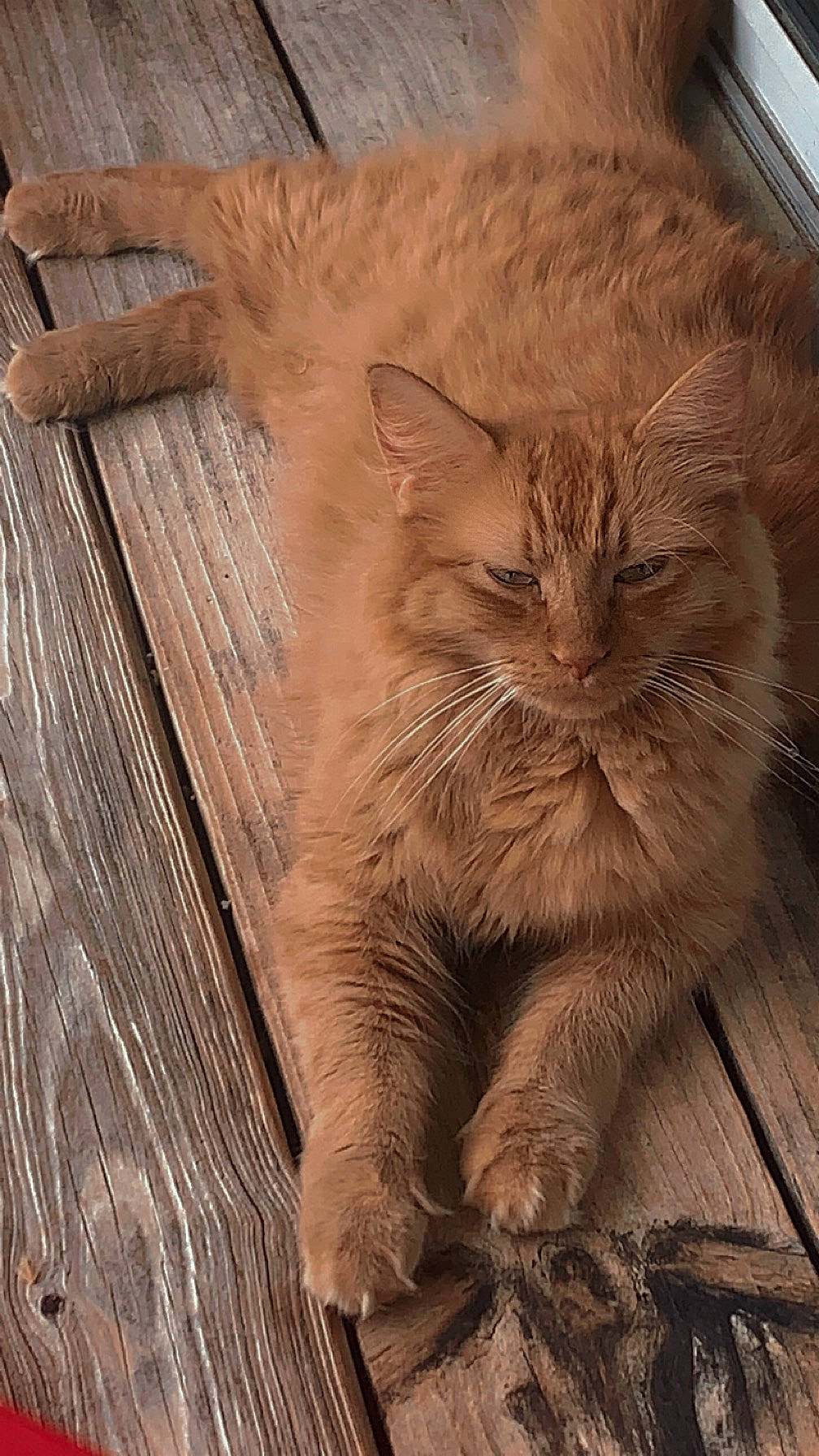 Lailah is registered to the contest to win money with this photo: brown, carnivore, cat, claw, comfort, fawn, felidae, flooring, fur, hardwood, plank, plywood, small_to_medium_sized_cats, snout, tail, terrestrial_animal, varnish, whiskers, wood, wood_stain