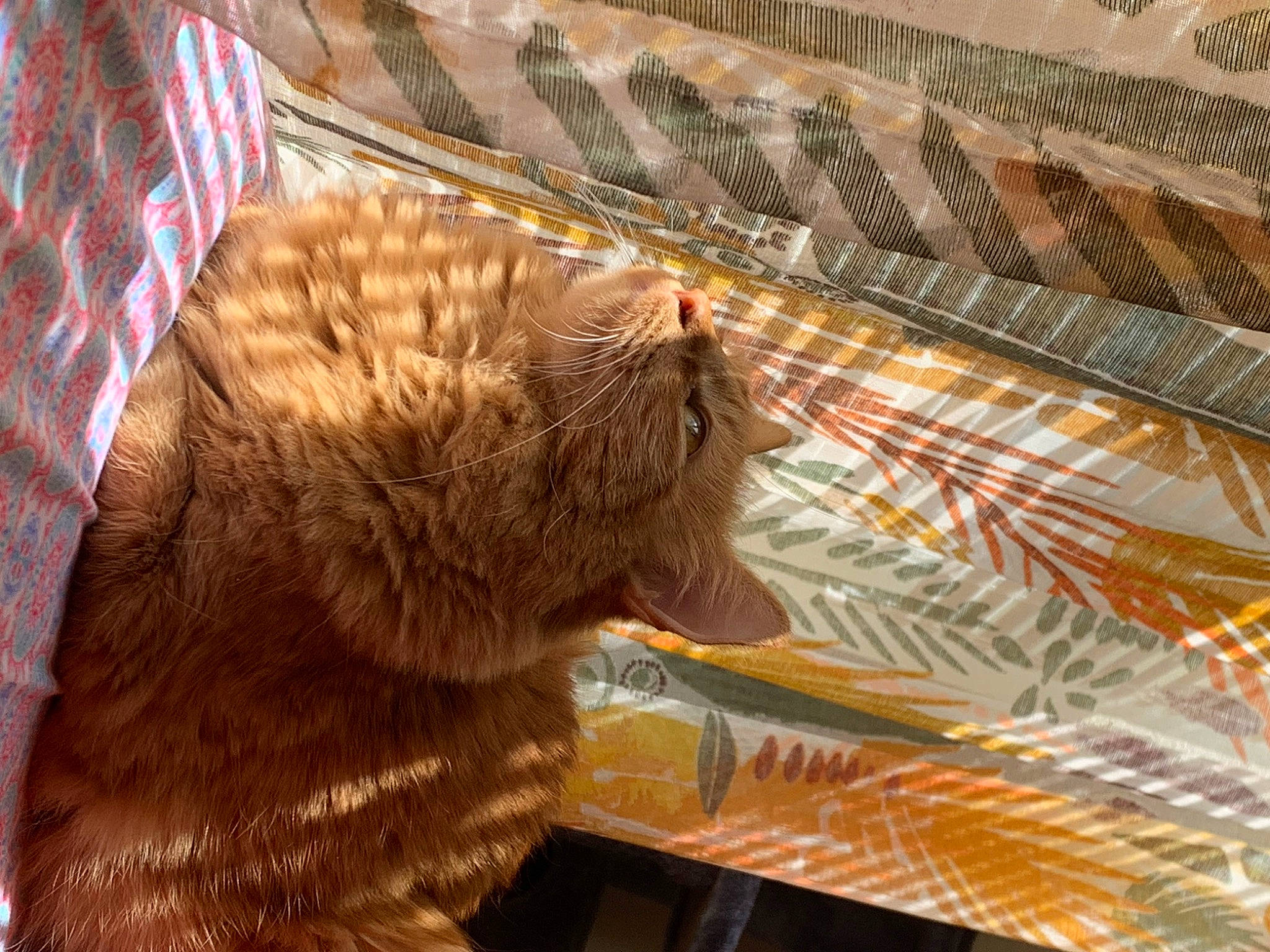 Lailah is registered to the contest to win money with this photo: art, big_cats, brown_bear, carnivore, carving, cat, claw, fawn, felidae, fur, kodiak_bear, palm_tree, pattern, small_to_medium_sized_cats, snout, tail, terrestrial_animal, vertebrate, whiskers, wood