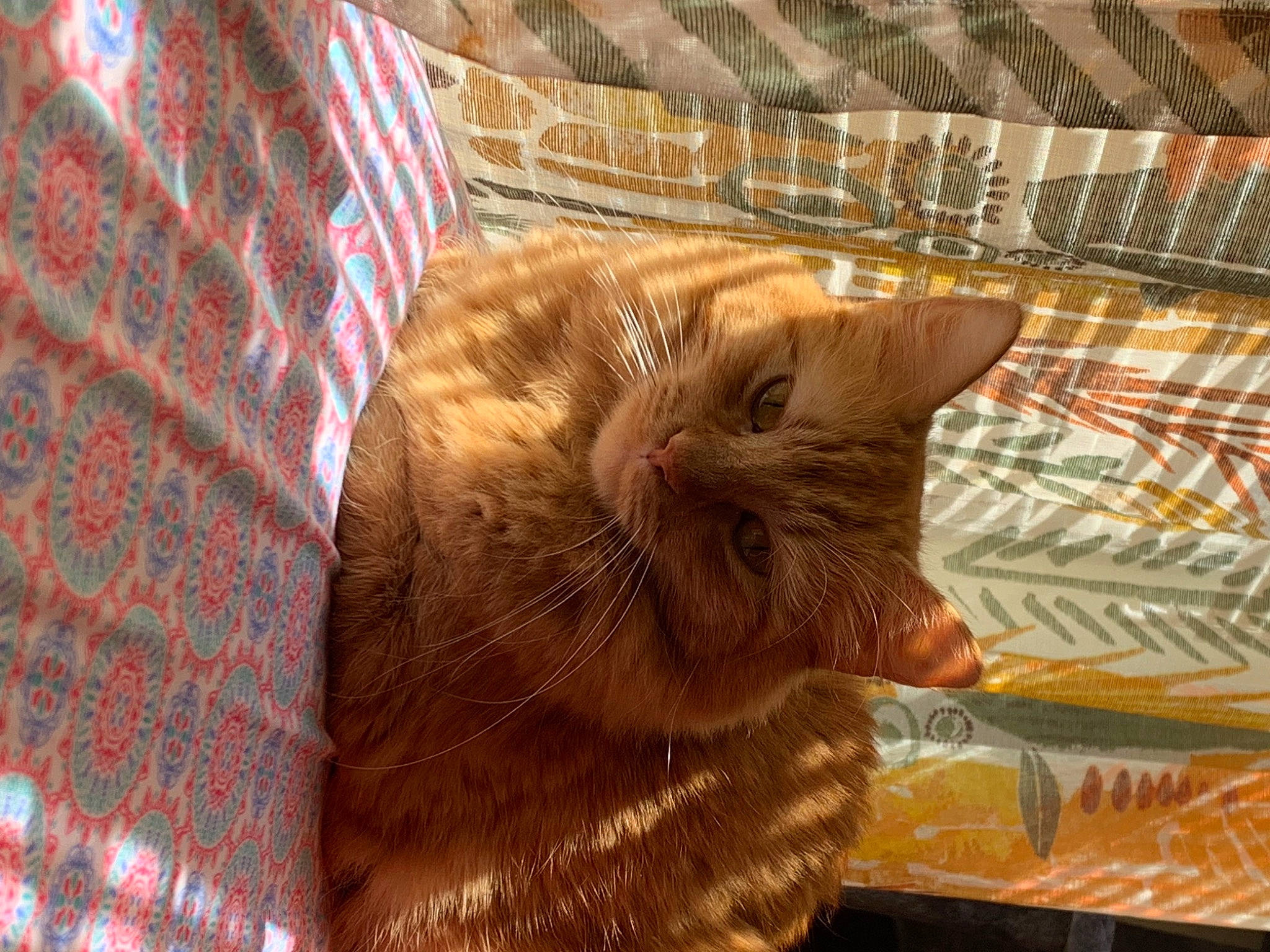 Lailah is registered to the contest to win money with this photo: carnivore, cat, comfort, domestic_short_haired_cat, fawn, felidae, flooring, fur, linens, pattern, plaid, room, sitting, small_to_medium_sized_cats, snout, tail, tartan, textile, whiskers, wood