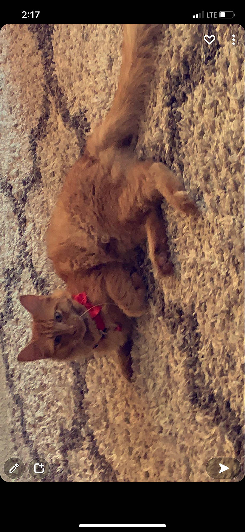 Lailah joined the competition — help win amazing prizes! canidae, carnivore, cat, companion_dog, dog, dog_breed, fawn, felidae, fur, grass, landscape, liver, sand, snout, soil, sporting_group, tail, wildlife, wood, working_animal