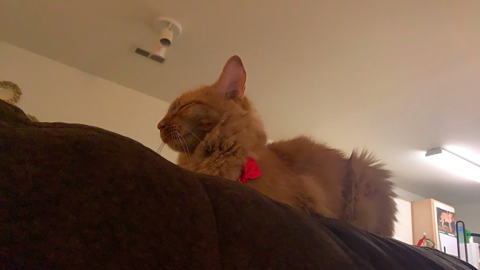 Lailah is registered to the contest to win money with this photo: bed, brown, carnivore, cat, ceiling, comfort, domestic_short_haired_cat, ear, fawn, felidae, fur, lamp, nap, paw, room, small_to_medium_sized_cats, snout, tail, whiskers, wood