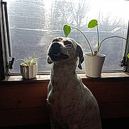 Laika a rejoint le concours — aidez-le/la à gagner de superbes lots ! dog, pet, animal, sitting, portrait, spotted_coat, long_ears, black_and_white, nose, face, indoors, window, windowsill, houseplant, flower_pot, natural_light, backlit, home, wood, funny_expression