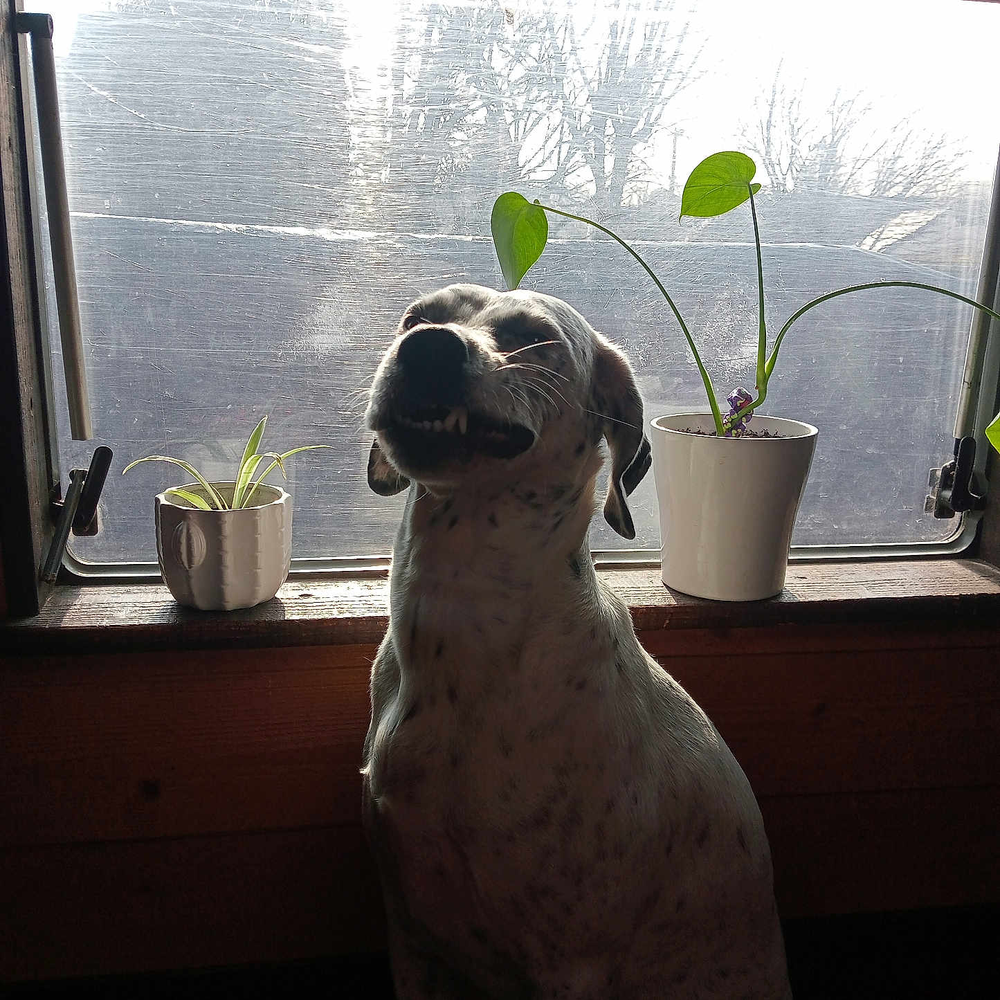 Laika a rejoint le concours — aidez-le/la à gagner de superbes lots ! dog, pet, animal, sitting, portrait, spotted_coat, long_ears, black_and_white, nose, face, indoors, window, windowsill, houseplant, flower_pot, natural_light, backlit, home, wood, funny_expression