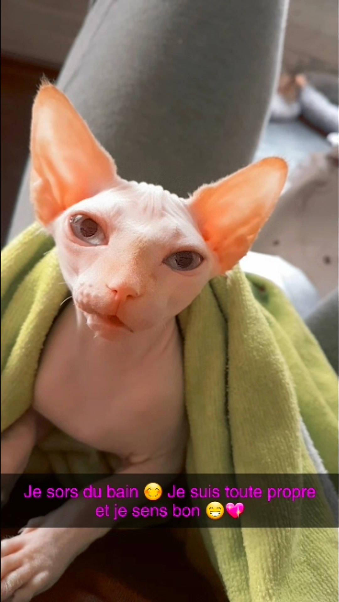 Cléopâtre a rejoint le concours — aidez-le/la à gagner de superbes lots ! art, creative_arts, ear, event, fawn, felidae, flesh, font, fur, livestock, magenta, pattern, photo_caption, sculpture, snout, terrestrial_animal, toy, visual_arts, whiskers, working_animal