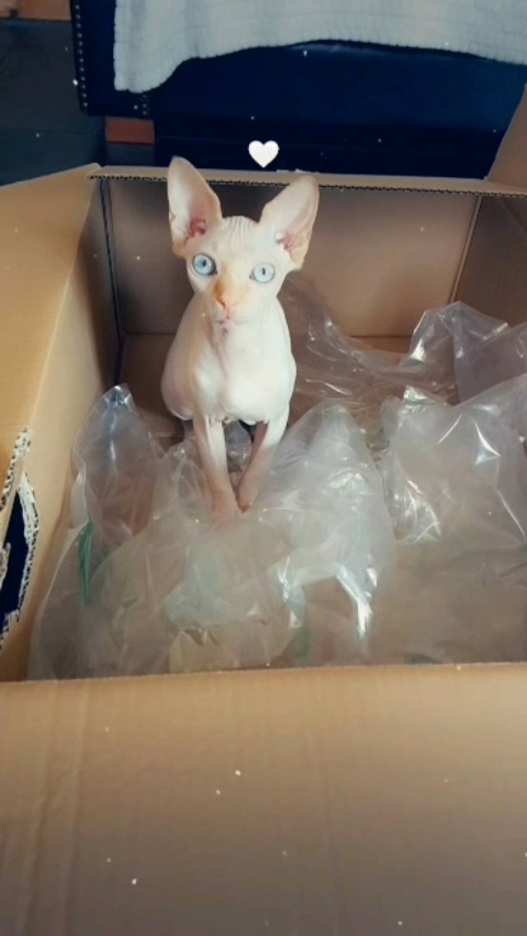 Cléopâtre participe au concours pour gagner de l'argent avec cette photo : animal_figure, baby_toys, child, ear, fawn, figurine, fun, mammal, mythical_creature, paper, paper_product, plastic, plastic_bag, rabbit, rabbits_and_hares, room, stuffed_toy, tail, toy, vertebrate