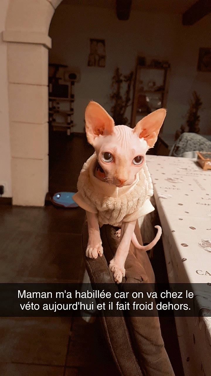 Cléopâtre participe au concours pour gagner de l'argent avec cette photo : art, canidae, companion_dog, dog_breed, event, fawn, felidae, flooring, font, fur, peach, photo_caption, pink, sculpture, snout, tail, terrestrial_animal, whiskers, wood, working_animal