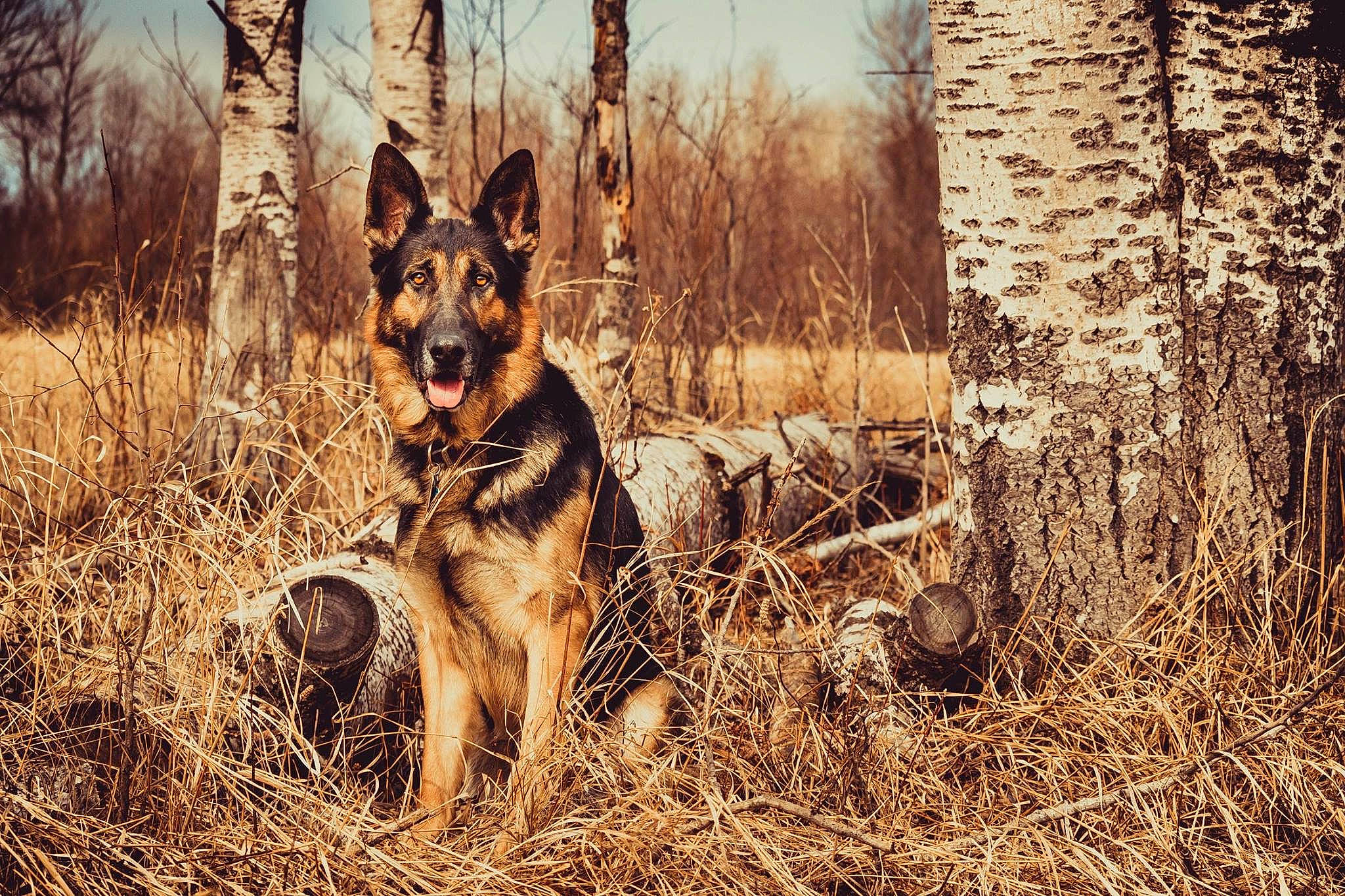 Lucian is registered to the contest to win money with this photo: branch, carnivore, dog, dog_breed, fawn, forest, fur, german_shepherd_dog, grass, happy, herding_dog, old_german_shepherd_dog, plant, sky, snout, sporting_group, terrestrial_animal, tree, trunk, wood