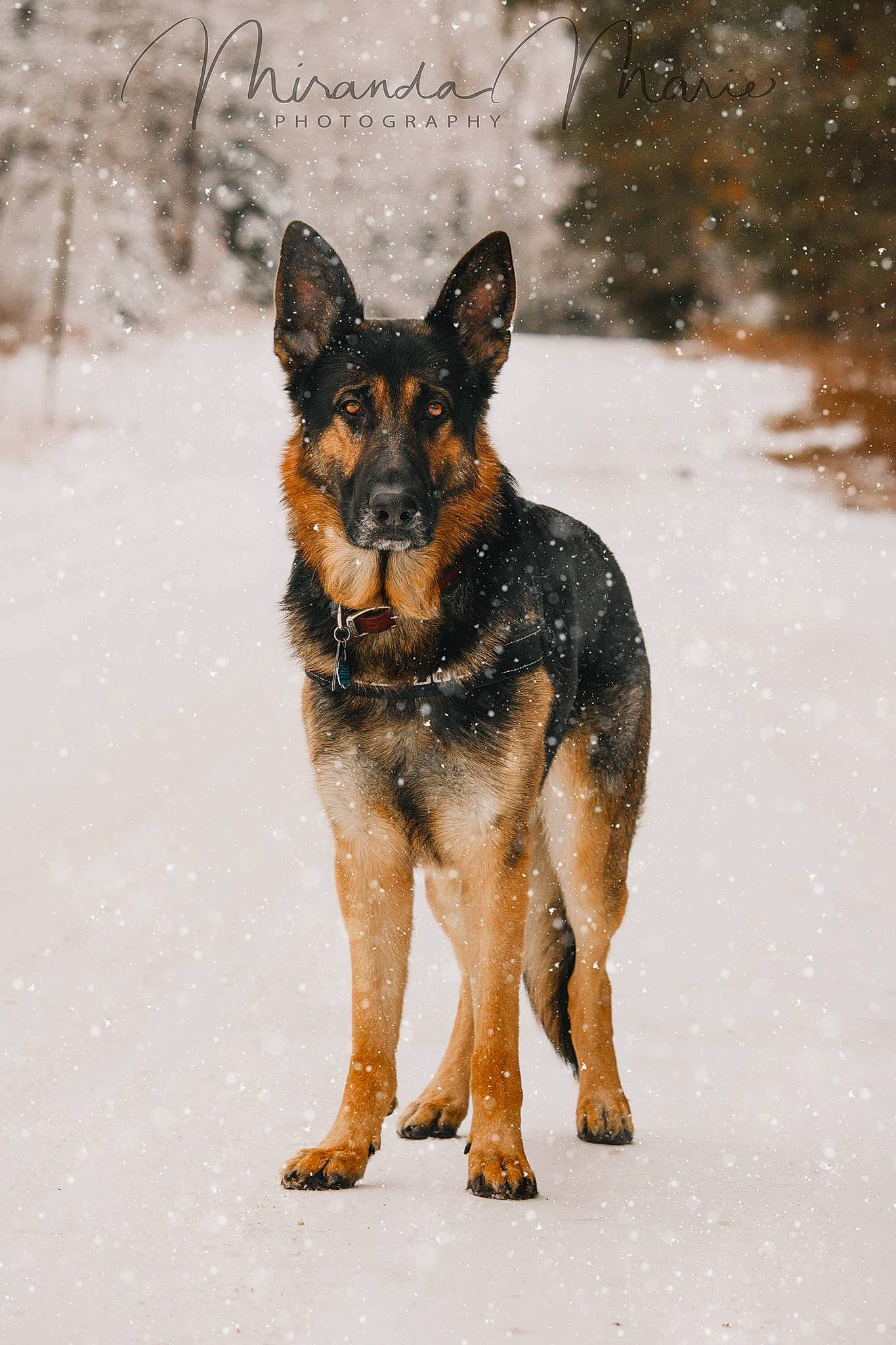 Lucian is registered to the contest to win money with this photo: canidae, carnivore, dog, dog_breed, east_european_shepherd, fur, german_shepherd_dog, herding_dog, king_shepherd, old_german_shepherd_dog, snout, snow, sporting_group, terrestrial_animal, winter, working_animal, working_dog