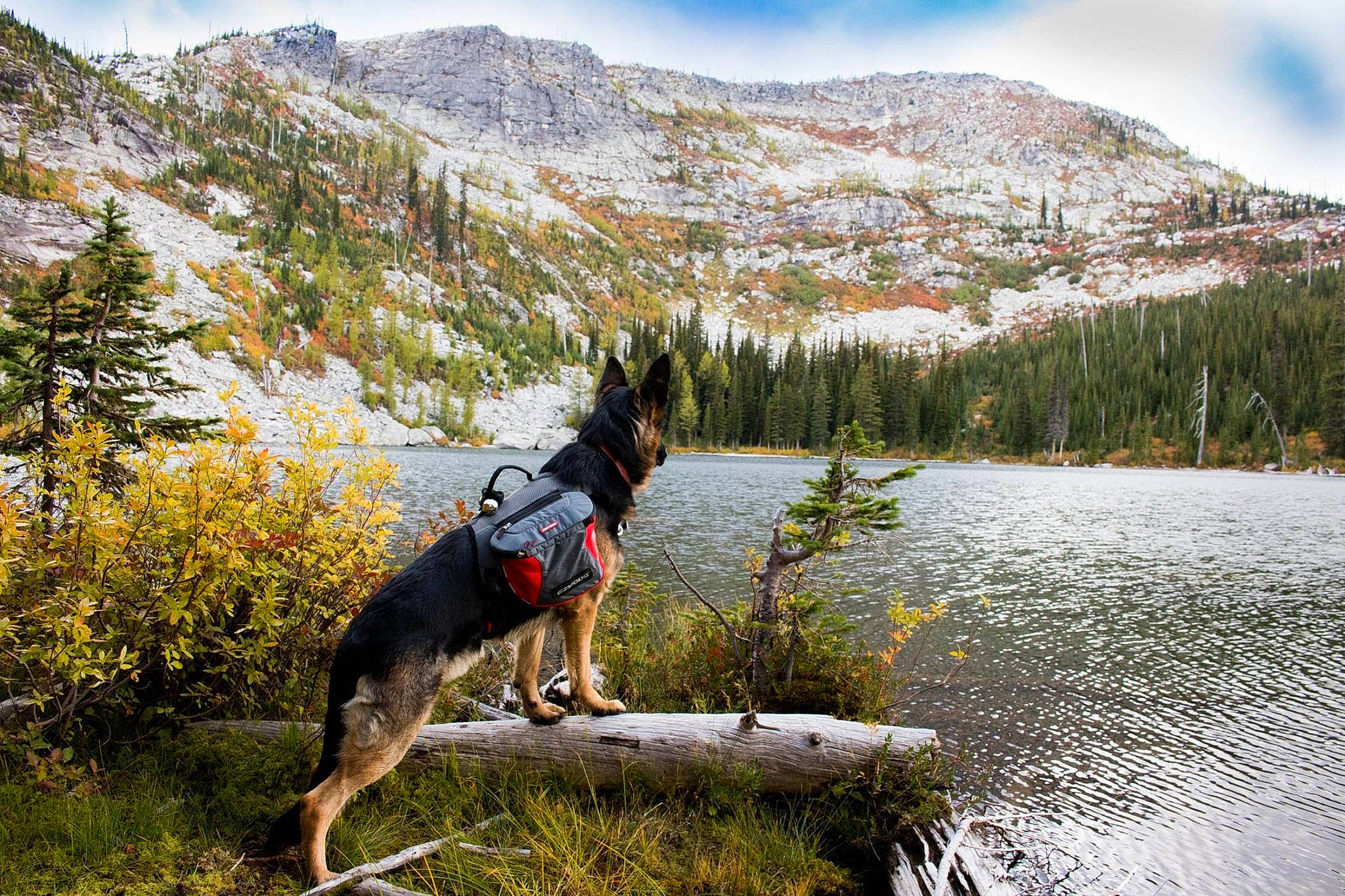 Lucian joined the competition — help win amazing prizes! carnivore, cloud, dog, dog_breed, forest, hill, lake, larch, leisure, mountain, mountain_range, mountainous_landforms, outdoor_recreation, people_in_nature, plant, recreation, sky, snow, tree, water