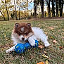 animal, autumn, blue, brown, cute, dog, fur, grass, leaves, nature, outdoor, park, pet, play, puppy, small, toy, tree, white, young
