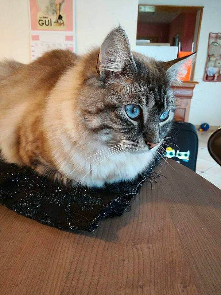 Plumeau participe au concours pour gagner de l'argent avec cette photo : carnivore, cat, domestic_short_haired_cat, felidae, fur, hardwood, laminate_flooring, pet_supply, picture_frame, plywood, small_to_medium_sized_cats, snout, varnish, vertebrate, whiskers, wood_flooring, wood_stain