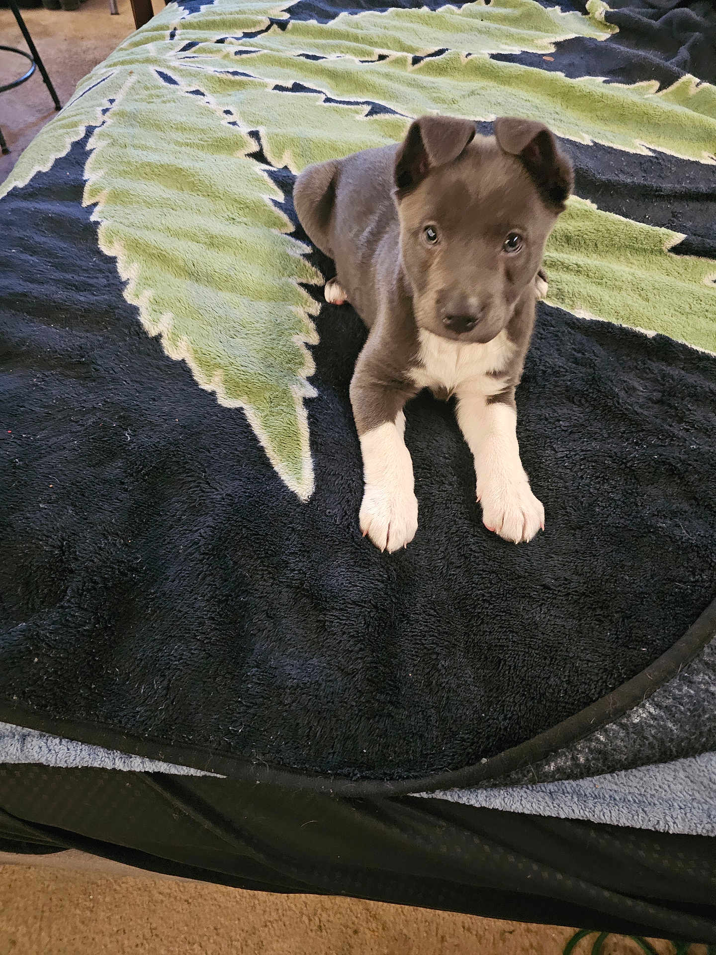Little Girl
