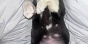Little Girl is registered to the contest to win money with this photo: adorable, animal, bed, black_fur, blanket, cozy, cute, dog, fur, indoor, pet, pink_belly, puppy, relaxed, resting, sleep, sleeping, tongue_out, white_paws, young