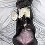adorable, animal, bed, black_fur, blanket, cozy, cute, dog, fur, indoor, pet, pink_belly, puppy, relaxed, resting, sleep, sleeping, tongue_out, white_paws, young
