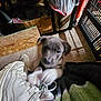 Little Girl is registered to the contest to win money with this photo: animal, cardboard_box, carpet, chewing, cute, dog, floor, footwear, home, indoor, motion_blur, paw, pet, playful, puppy, shoe, sneaker, trash_bin, white_shoe, young_dog