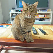 Fury participe au concours pour gagner de l'argent avec cette photo : animal, book, cat, coffee_table, domestic, ears, eyes, feline, floor, indoor, living_room, pet, remote_control, shelf, sitting, striped_fur, tabby_cat, television, whiskers, wooden_furniture