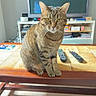 animal, book, cat, coffee_table, domestic, ears, eyes, feline, floor, indoor, living_room, pet, remote_control, shelf, sitting, striped_fur, tabby_cat, television, whiskers, wooden_furniture