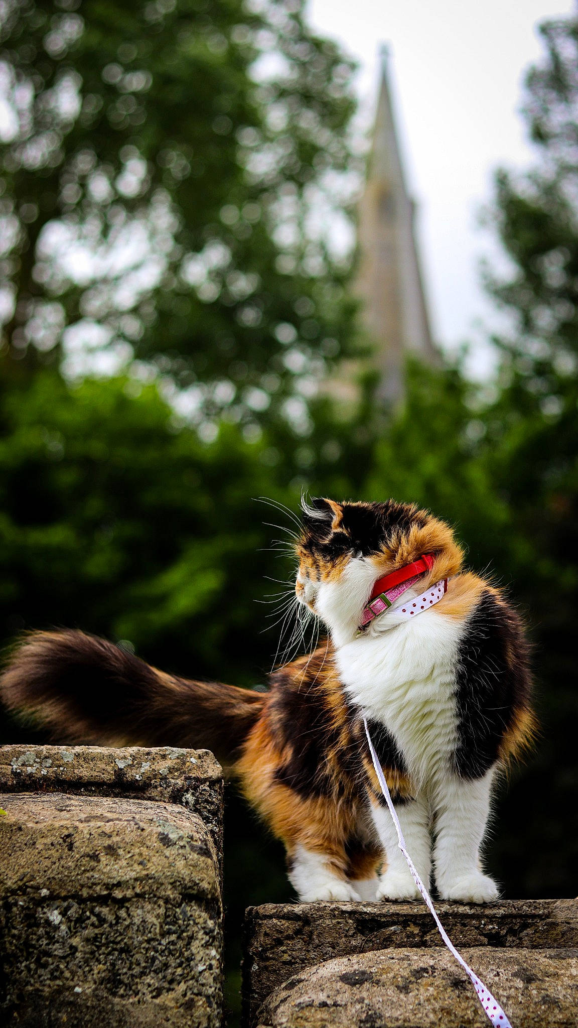 Chubby is registered to the contest to win money with this photo: carnivore, cat, companion_dog, dog_breed, domestic_short_haired_cat, felidae, fur, grass, mammal, plant, sky, small_to_medium_sized_cats, sporting_group, sunlight, tail, tree, vertebrate, whiskers, wildlife, wood