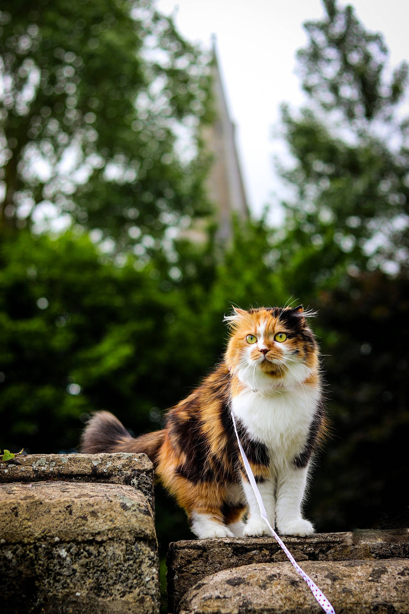 Chubby joined the competition — help win amazing prizes! art, carnivore, cat, domestic_short_haired_cat, fawn, felidae, fur, grass, plant, rock, sitting, sky, small_to_medium_sized_cats, snout, tail, terrestrial_animal, tree, trunk, whiskers, wood