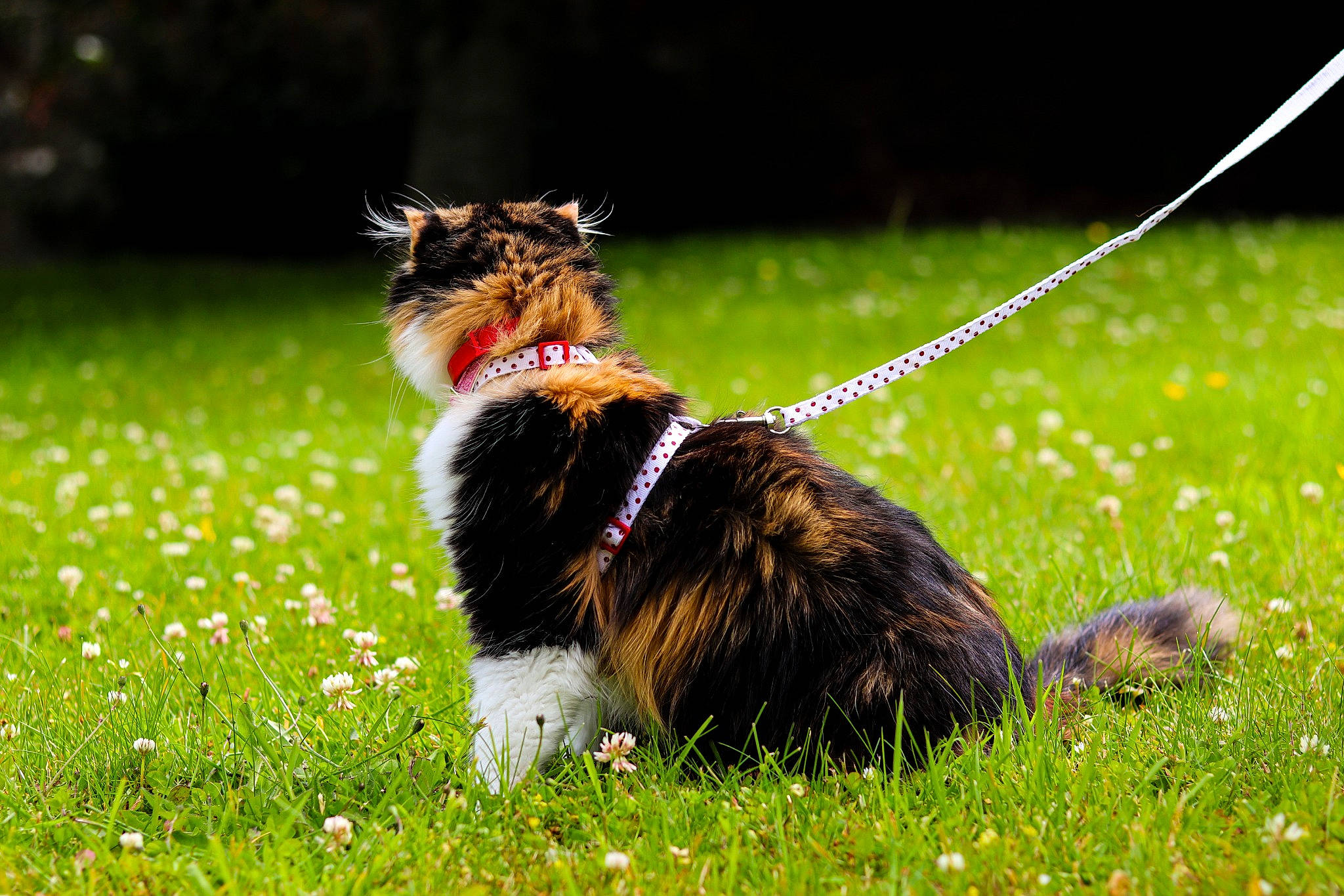 Chubby joined the competition — help win amazing prizes! canidae, carnivore, collar, companion_dog, dog, dog_breed, dog_collar, fawn, felidae, grass, grass_family, grassland, leash, plant, small_to_medium_sized_cats, snout, sporting_group, tail, terrier, whiskers