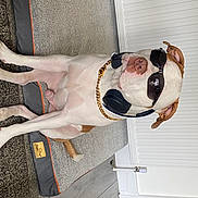 Franky is registered to the contest to win money with this photo: canidae, carnivore, companion_dog, dog, dog_breed, elbow, eyewear, fawn, human_leg, knee, non_sporting_group, sporting_group, sunglasses, thigh, wood, wrist