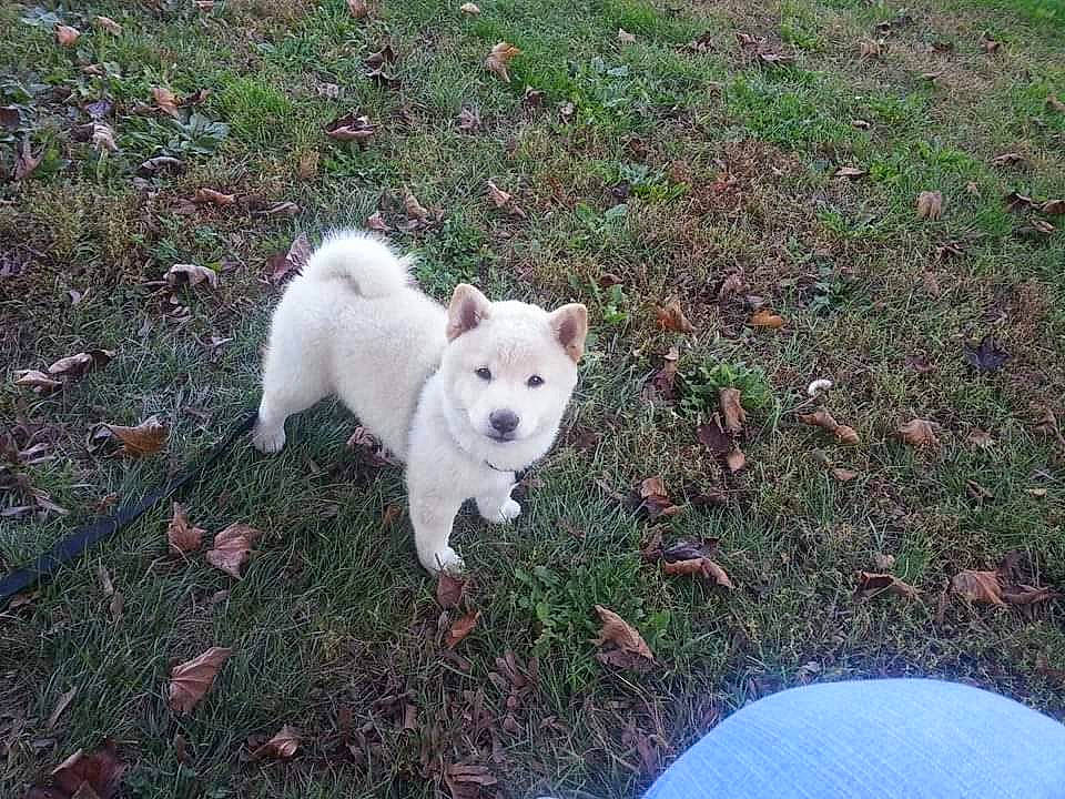 Kota joined the competition — help win amazing prizes! ancient_dog_breeds, canidae, carnivore, companion_dog, dog, dog_breed, fawn, grass, non_sporting_group, sporting_group, tail, terrestrial_animal, toy_dog, working_animal