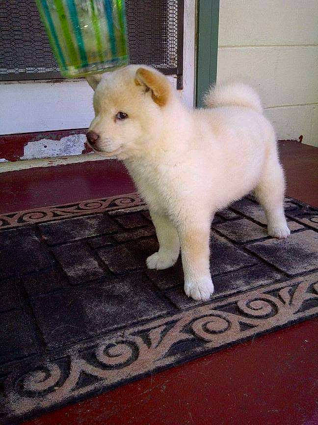 Kota joined the competition — help win amazing prizes! canidae, carnivore, companion_dog, dog, dog_breed, fawn, felidae, floor, flooring, fur, pet_supply, road_surface, small_to_medium_sized_cats, spitz, sporting_group, tail, terrestrial_animal, whiskers, wood, working_animal