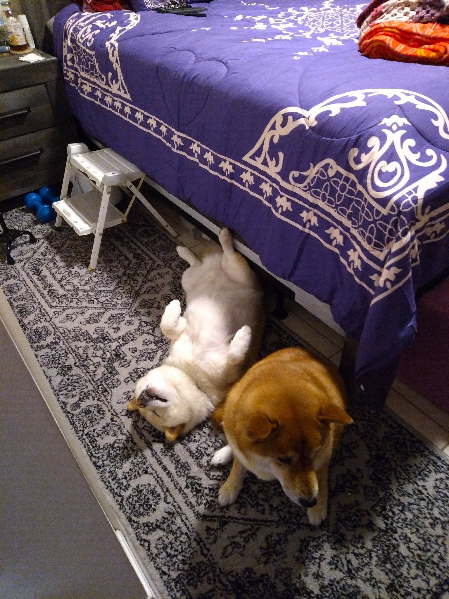 Kota is registered to the contest to win money with this photo: bedding, cabinetry, canidae, carpet, chest_of_drawers, comfort, companion_dog, couch, dog, dog_breed, drawer, fawn, flooring, fur, linens, nap, outdoor_furniture, pillow, room, working_animal