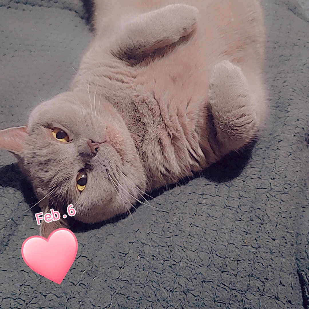 Pearl joined the competition — help win amazing prizes! abyssinian, animal, architecture, building, cat, computer, computerhardware, computerkeyboard, couch, electronics, furniture, hardware, heart, indoors, kitten, livingroom, manx, pet, room, symbol