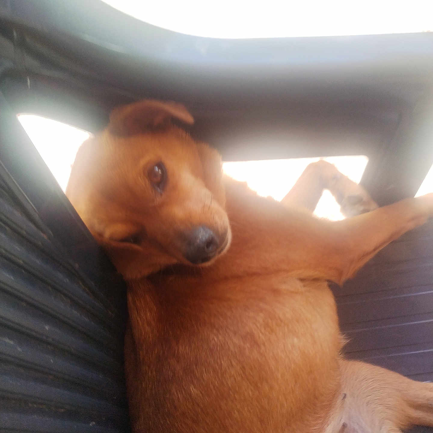 Nicky a rejoint le concours — aidez-le/la à gagner de superbes lots ! dog, puppy, brown_fur, floppy_ears, animal, pet, canine, face, nose, eyes, lying_down, upside_down, car, vehicle, seat, interior, sunlight, portrait, close_up, candid