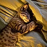 Ollie joined the competition — help win amazing prizes! animal, bed, blanket, cat, comfort, cozy, cute, ears, fur, gray, indoor, peaceful, pet, relaxation, resting, sleeping, soft_light, tabby_cat, whiskers, yellow