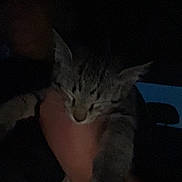 Ollie is registered to the contest to win money with this photo: animal, blurred, cat, cute, dark, feline, fur, hand, holding, human, indoor, kitten, low_light, paw, person, pet, shadow, sleepy, small, young