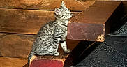 Ollie is registered to the contest to win money with this photo: animal, cat, cozy, curious, cute, domestic_cat, feline, fur, indoor, kitten, looking_up, pet, small, stairs, step, tabby, texture, wood, wooden_stairs, young