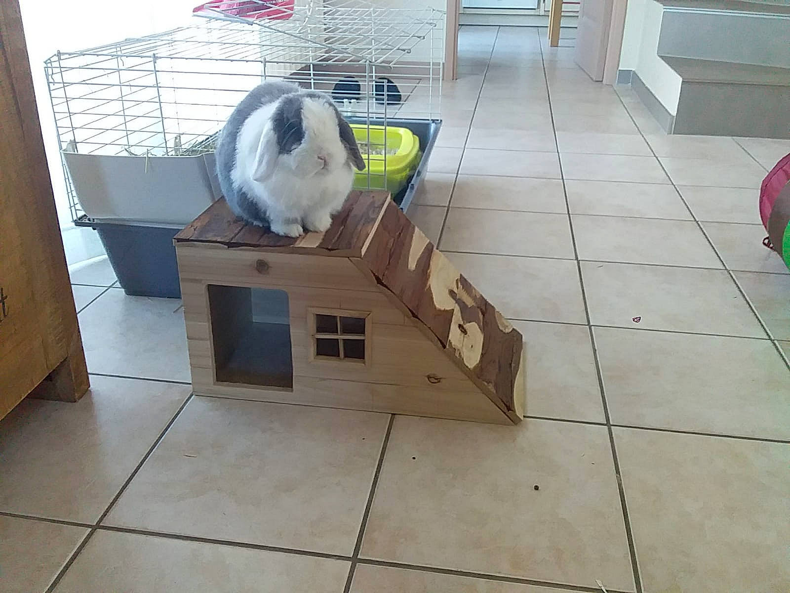 Pinou participe au concours pour gagner de l'argent avec cette photo : box, carnivore, cat, comfort, companion_dog, composite_material, concrete, felidae, floor, flooring, grass, hardwood, pet_supply, plywood, rectangle, room, small_to_medium_sized_cats, tile, tile_flooring, wood