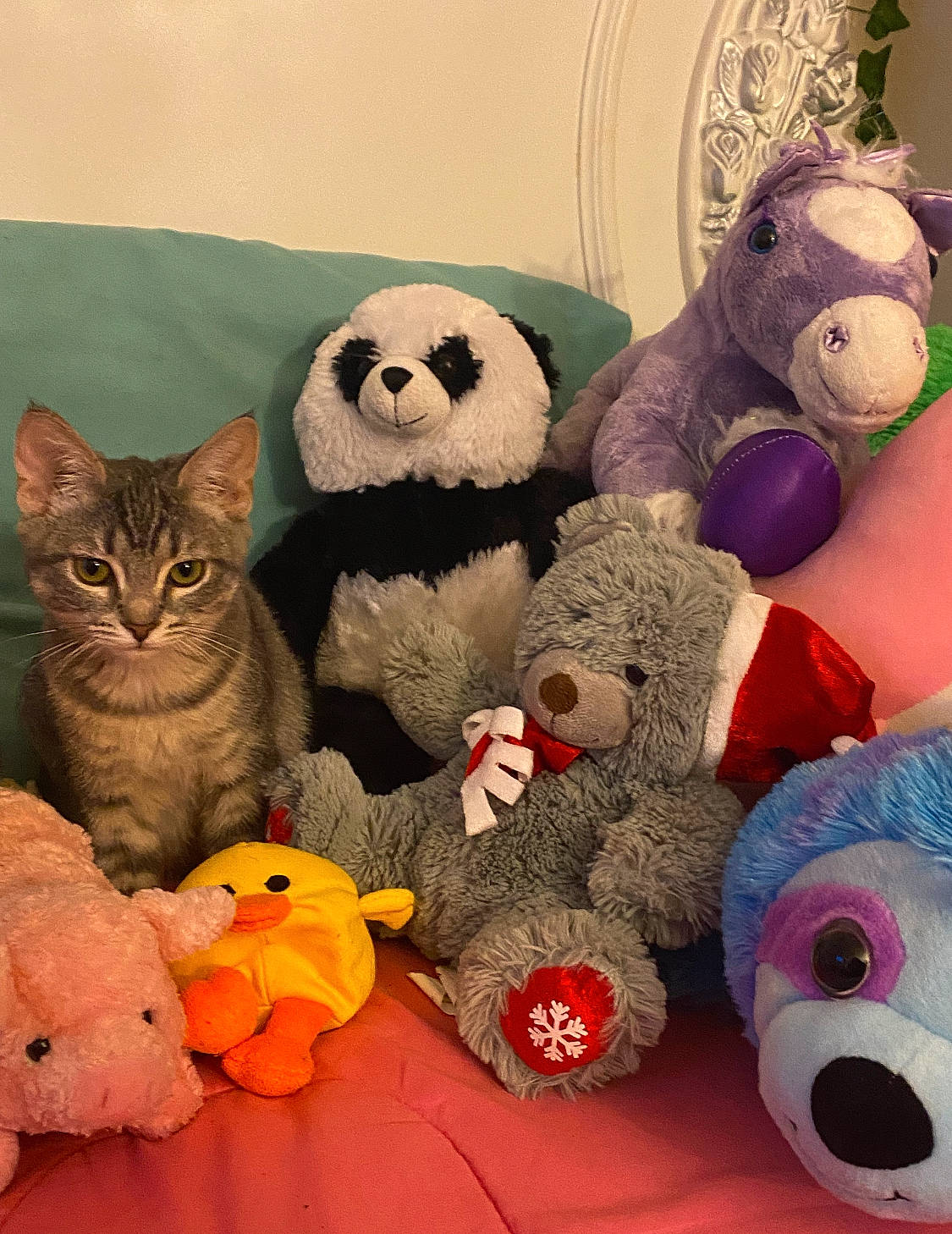 Cannon is registered to the contest to win money with this photo: art, baby_toys, calabaza, cat, collection, event, felidae, fur, gourd, panda, plush, pumpkin, room, small_to_medium_sized_cats, stuffed_toy, tail, teddy_bear, textile, toy, whiskers