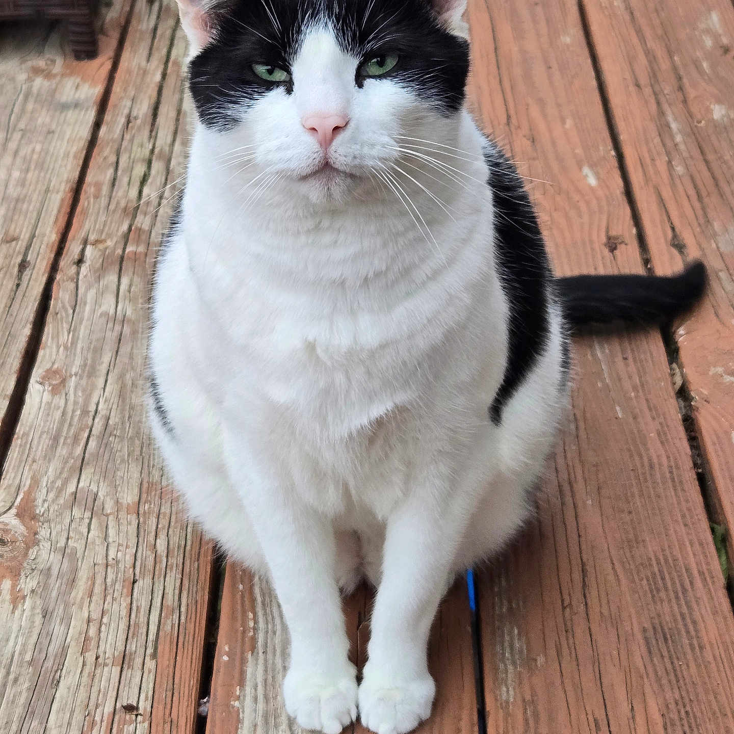 Bandit is registered to the contest to win money with this photo: animal, black_and_white, calm, cat, close_up, domestic, ears, feline, fur, green_eyes, natural_light, outdoor, pet, portrait, quiet, resting, sitting, tail, whiskers, wooden_floor